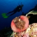 anemonefish_pink_mid_v_0705_png1245.jpg